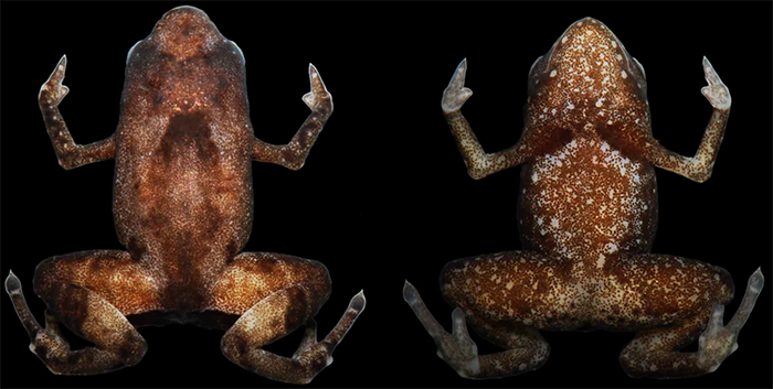 close up top and bottom views of tiny frog showing only two fingers on their hands