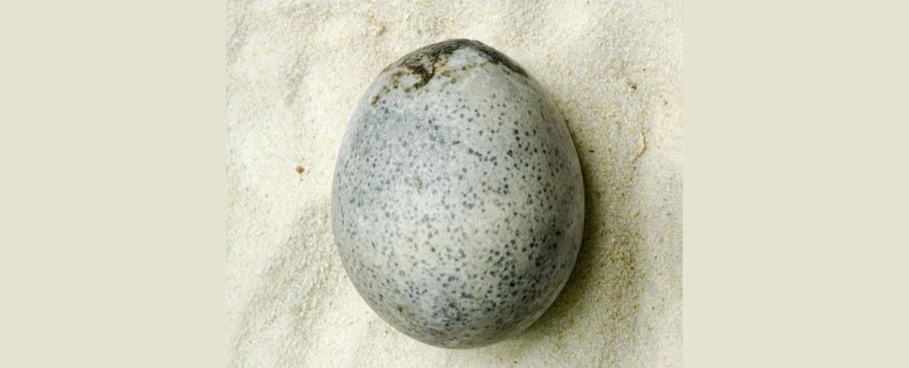 Un huevo de la época romana sorprendentemente conservado todavía está lleno de líquido 1.700 años después: Heaven32