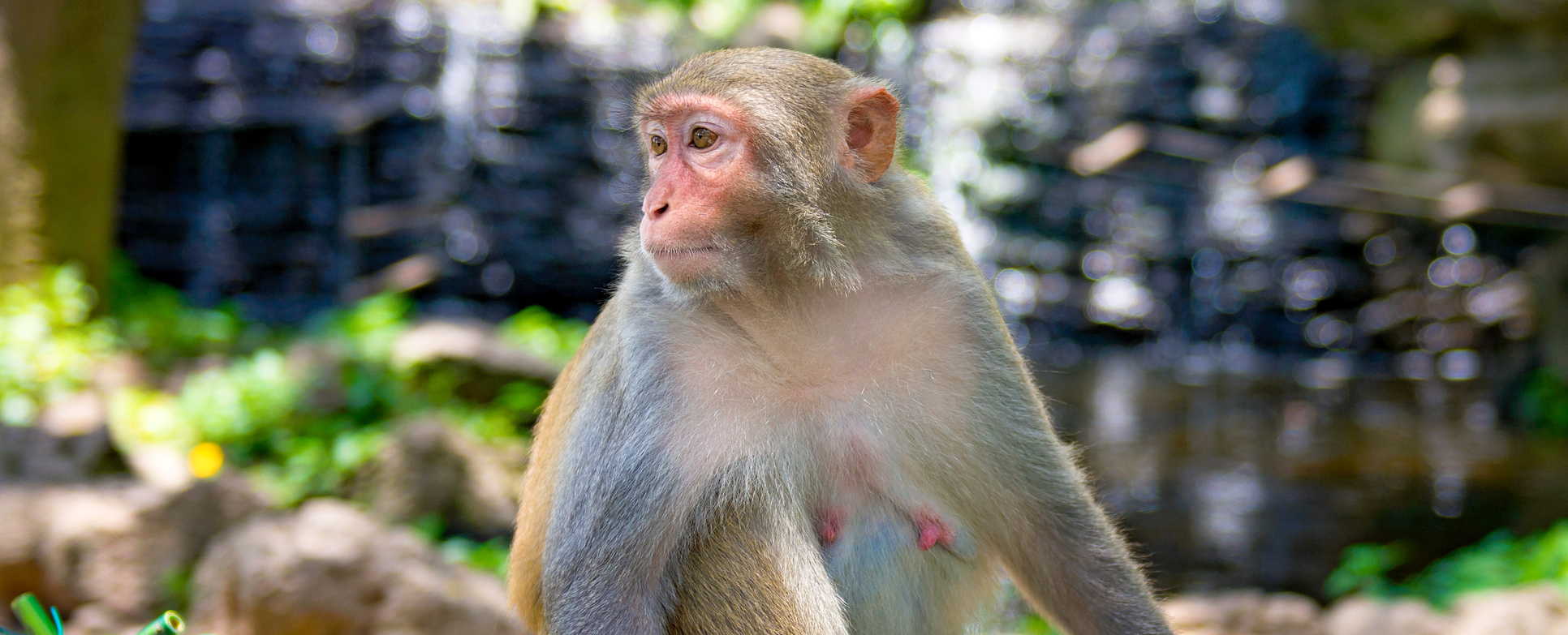 Monkey Study Reveals 91 Changes in Virtually Every Body Organ During Pregnancy