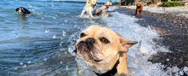 dog swimming in ocean