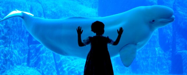 girl watches whale at aquarium