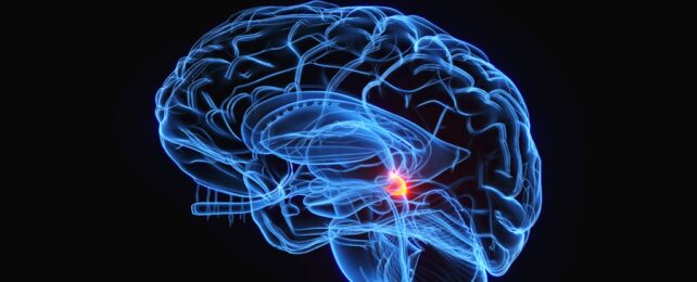 Highlighted Structure Inside Brain