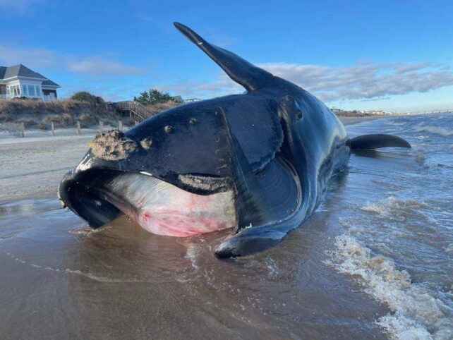 A dead North Atlantic right whale stranded on Virginia Beach