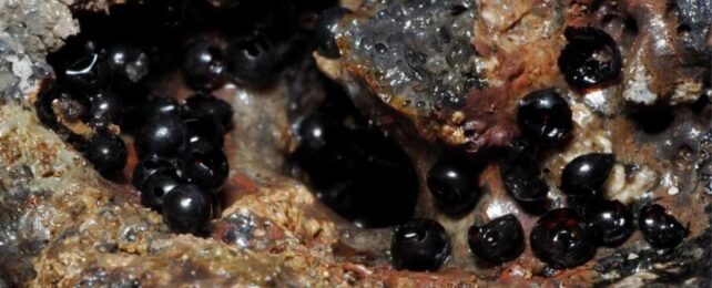 Scientists Find Mysterious, Oozing Black Eggs Almost 4 Miles Below The Ocean's Surface