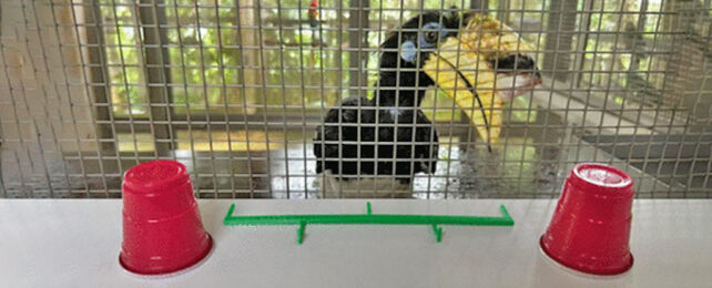 Yellow billed black bird looking at upside down red plastic cups through enclosure wire