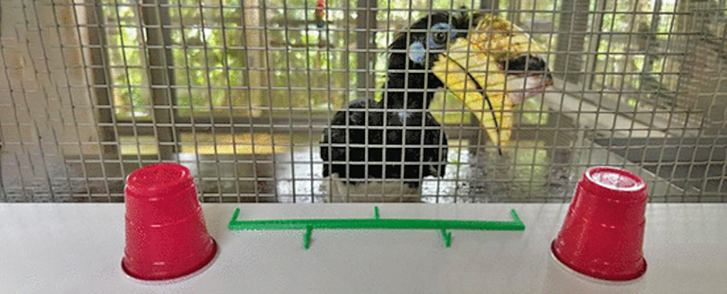 Estas aves obtienen puntuaciones tan altas como las de los primates en una desconcertante prueba cognitiva: Heaven32