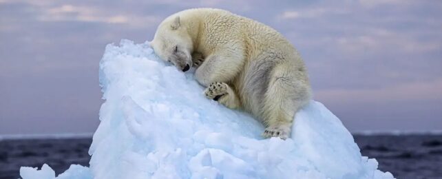 Polar Bear Naps On Iceberg