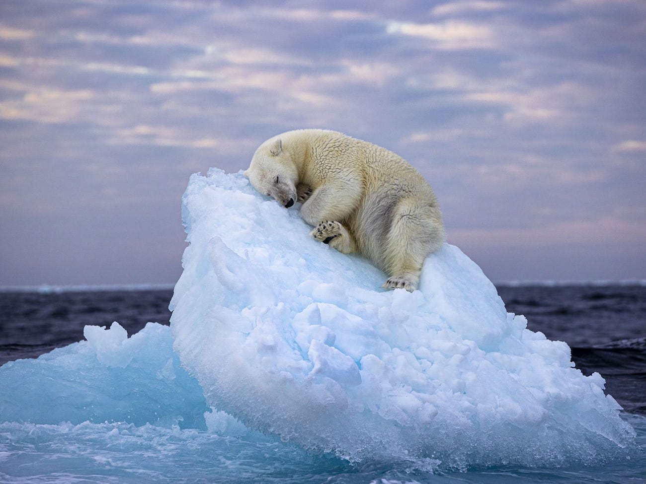 Polar bear sleeping all curled up on steep ice berg