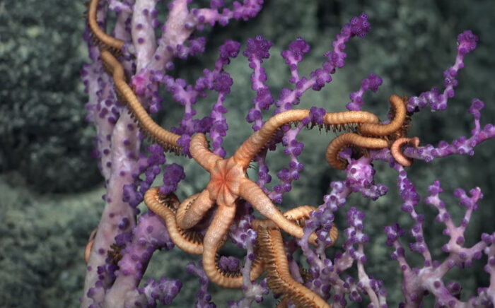 long armed orange sea star clinging onto purple corals