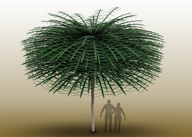 artist's impression of the full Sanfordiacaulis 