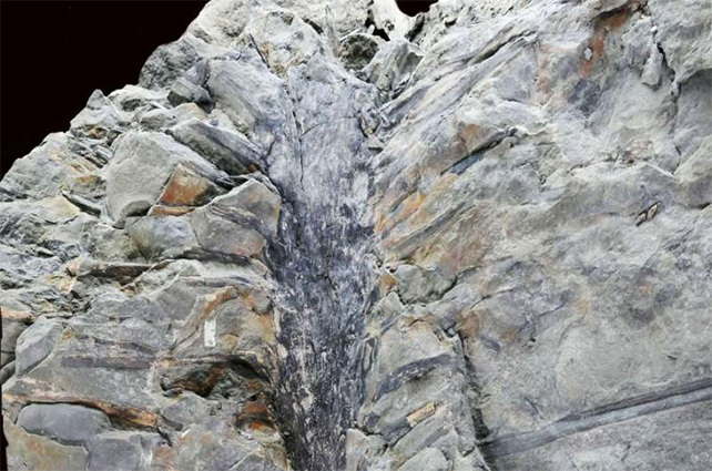Sanfordiacaulis fossil