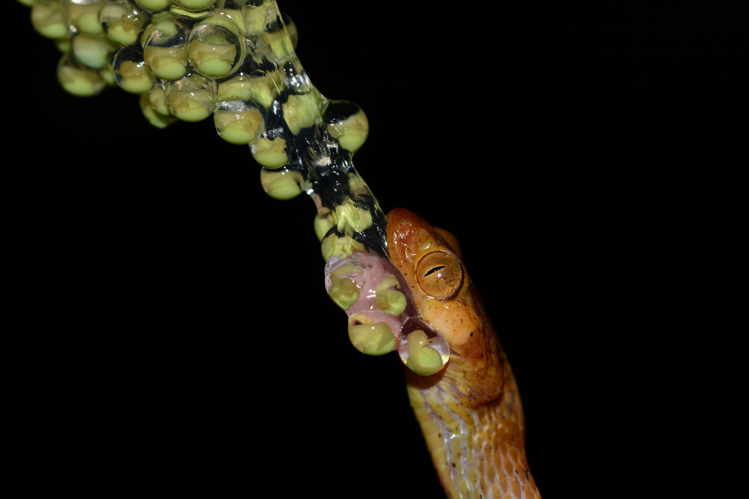 Orange snake chomping on a gooey glob of glass-like spheres with green blobs within.