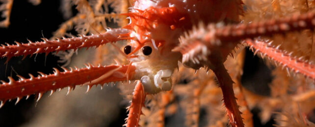 Close up of a white and reddish pink lobster with long limbs