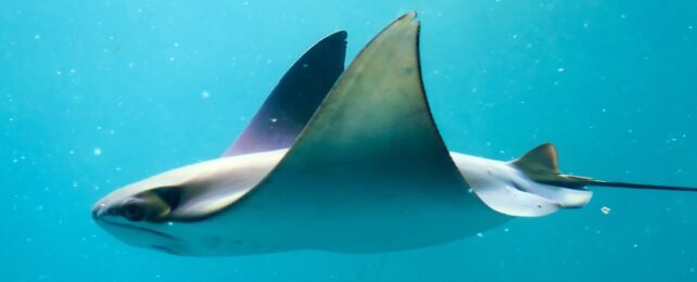 Stingray In Water