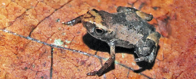 Tiny frog on red leaf