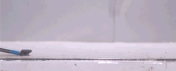 gif of Brachycephalus frog unable to stick the landing