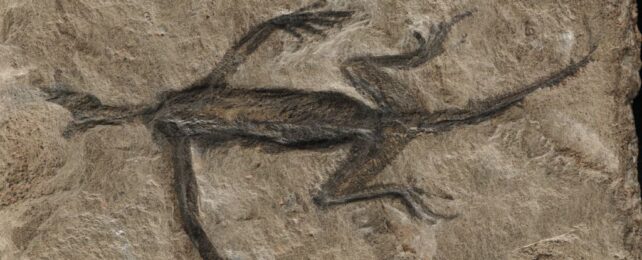 Ancient Fossil That Baffled Scientists For Decades Finally Reveals Its True Identity