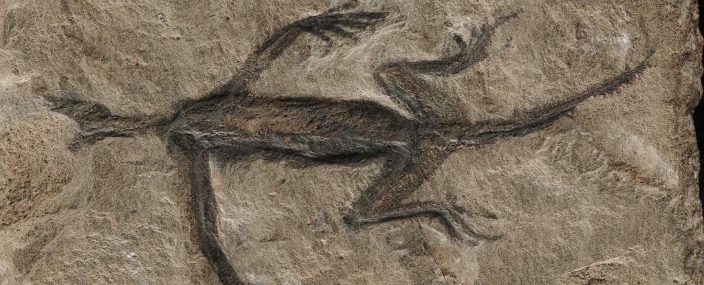 Starożytna skamielina, która od dziesięcioleci intryguje naukowców, w końcu ujawnia swoją prawdziwą tożsamość: ScienceAlert