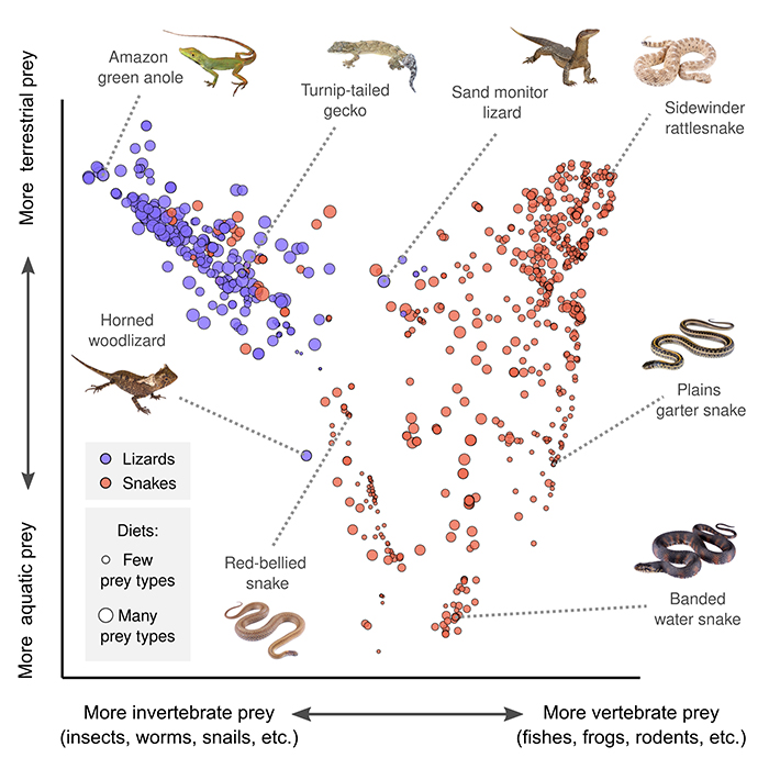 Visualization of of snake and lizard dietary analysis revealing snake's diets are far more diverse