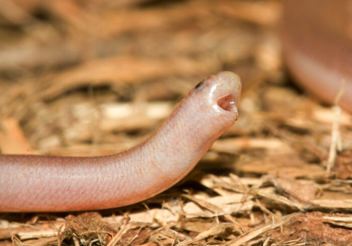 pale pink worm like snake with mouth open