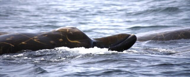 One of The World's Most Mysterious Whales Shows Signs of Holding Traditions