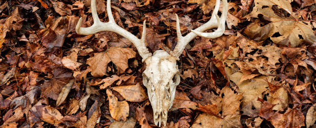 deer skull on a pile of autumn leaves