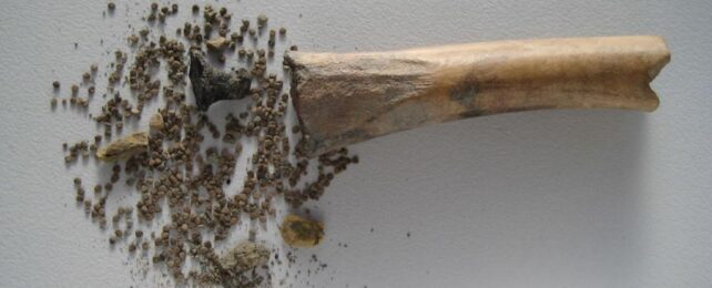 Bone Stuffed With Henbane First Solid Evidence of The Plant's Use as a Drug