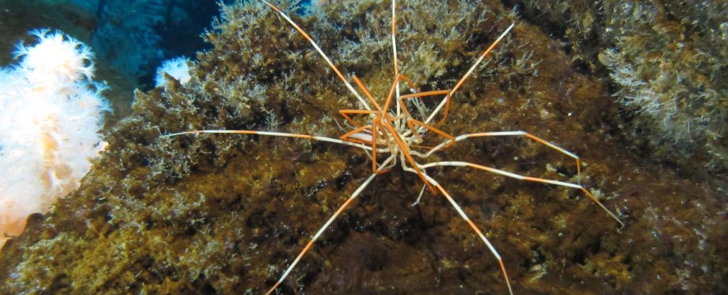 Finalmente sabemos cómo llegaron las arañas marinas gigantes a este mundo: Heaven32