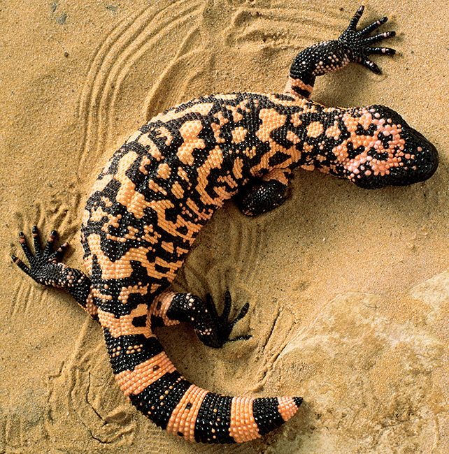 gila monster from above standing on sand