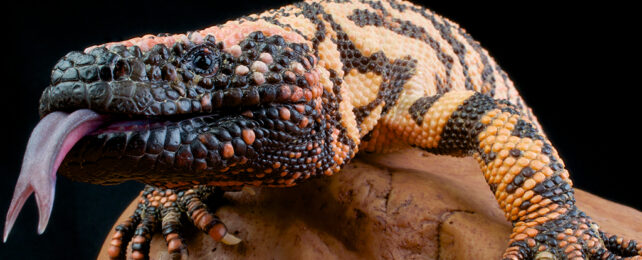 Gila monster head up close with tongue out