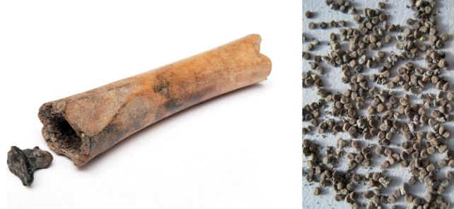 bone with henbane seeds
