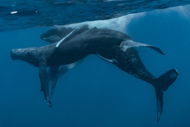 Captan por primera vez a dos ballenas jorobadas copulando y demostraron comportamientos homosexuales 