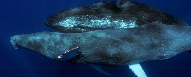 First Ever Footage of Humpback Whales Having Sex Raises Some Awkward Questions