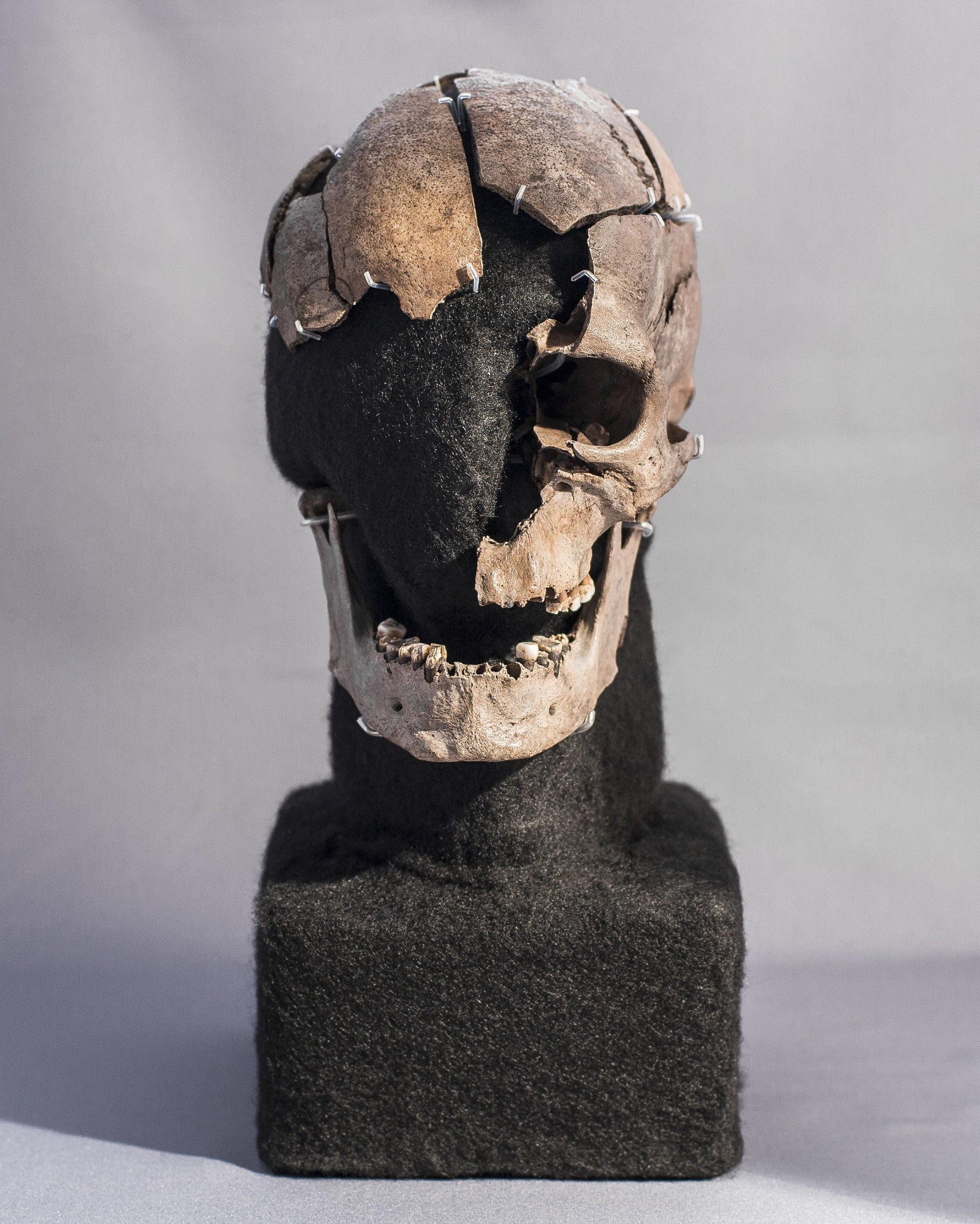 skull fragments pinned to foam bust armature, photographed on white background. front right section of skull is missing (eye socket, right side of nose and upper jaw)