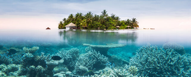 Maldives island and coral underwater