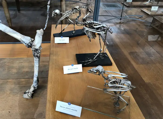 animal skeletons on display