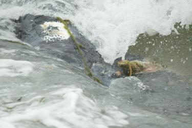 rope going across and under whale and snarl of rope emerging from injury