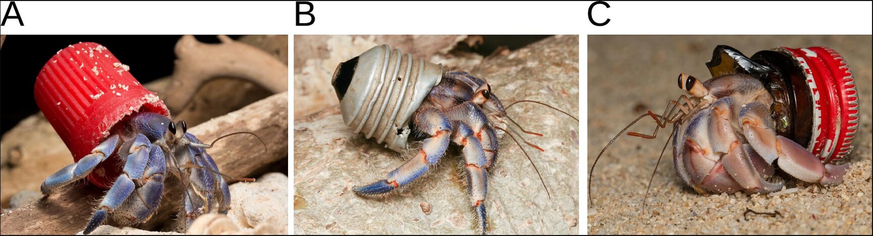 Three hermit crabs all wearing different items of trash as a shell