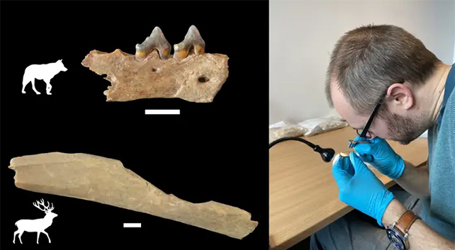 wolf and reindeer bone examples