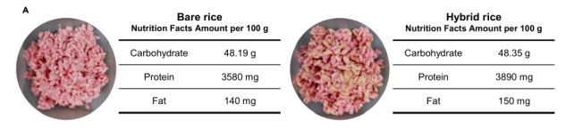 O arroz híbrido tinha um teor de proteína e gordura significativamente maior do que o arroz não tratado. (Park et al., Matter, 2024)
