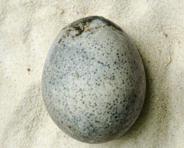 Roman Era Intact Egg