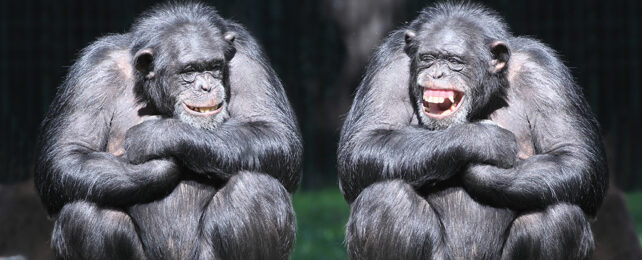 two chimps sitting side by side grinning