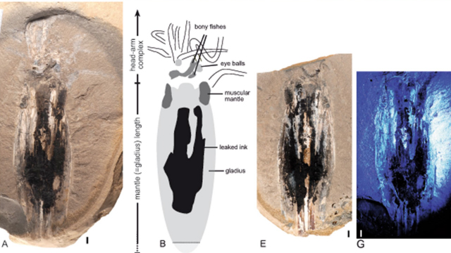 vampire squid fossil