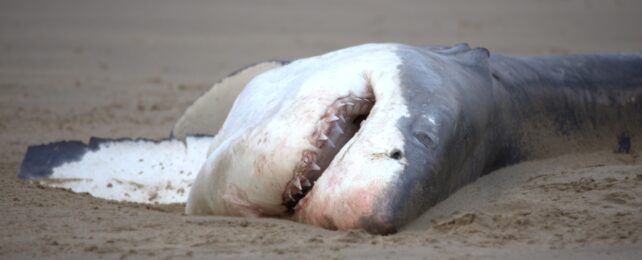 white shark carcass on sand