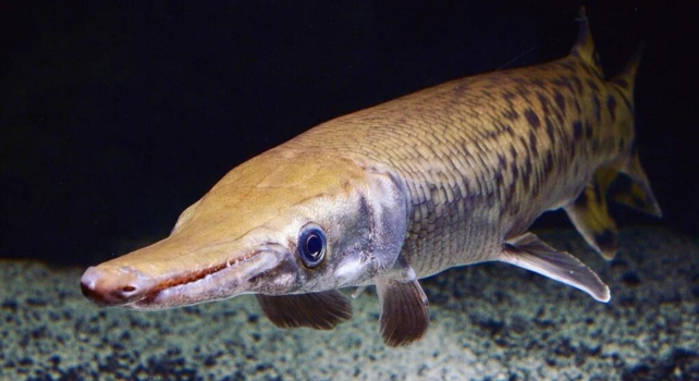 A brown fish in dark water