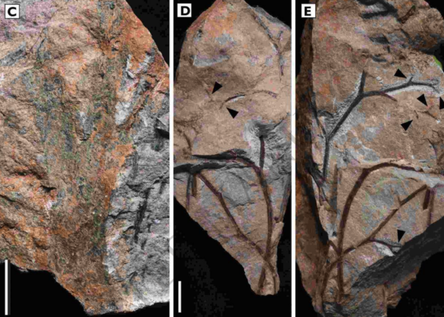 Ancient Fossils of Branches