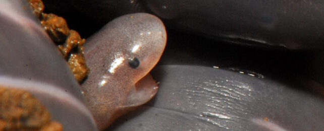 Pink baby wormling caecilian mouth open as if crying out