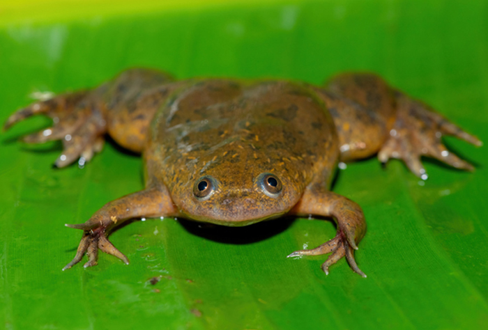 Brown african clawed frog looking up from a bright green leaf