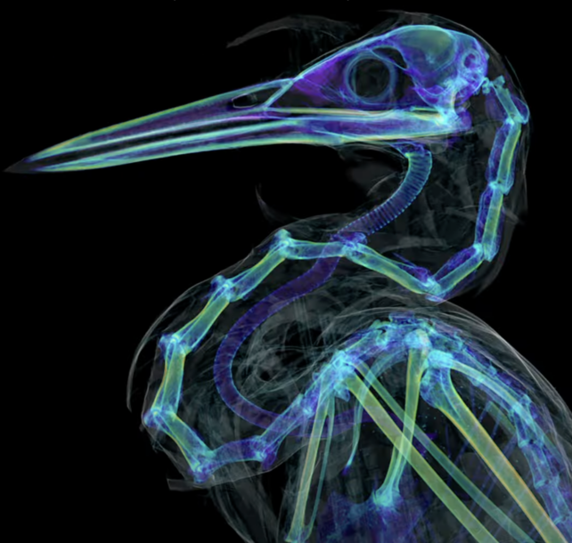 Green Heron CT Scan