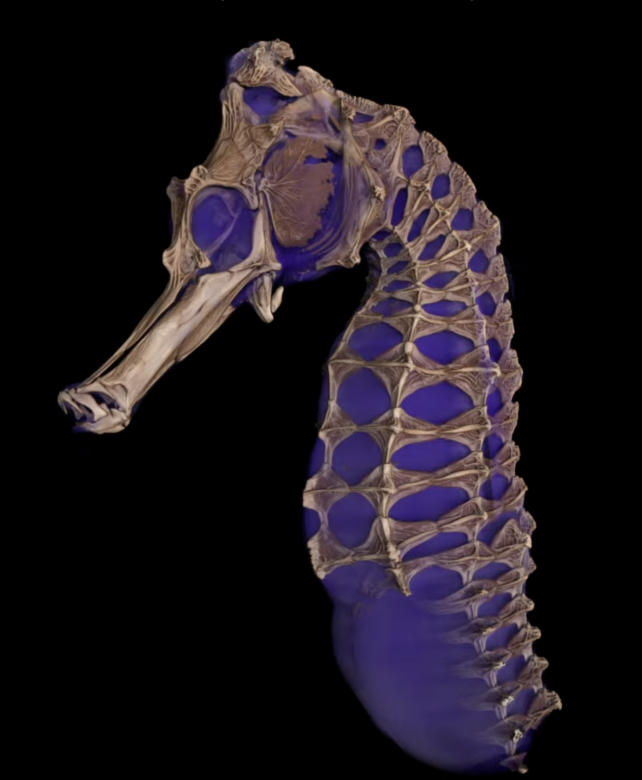 CT Seahorse